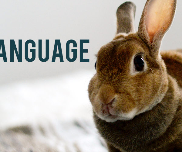 bunny body language
