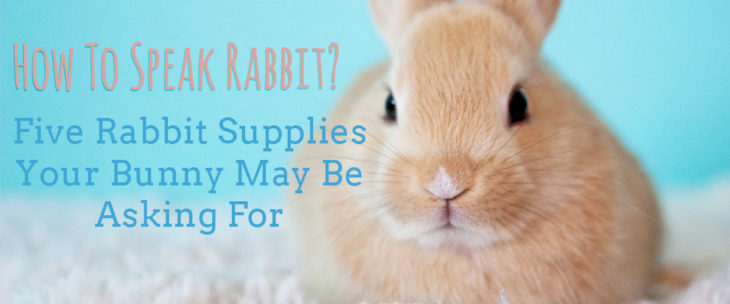 How To Speak Rabbit: 5 Rabbit Supplies Your Bun Might Be Asking For 