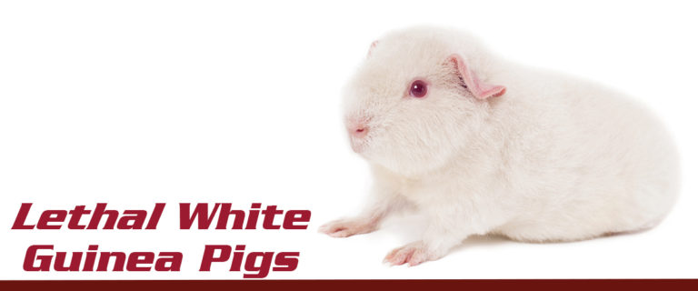 lethal white guinea pigs