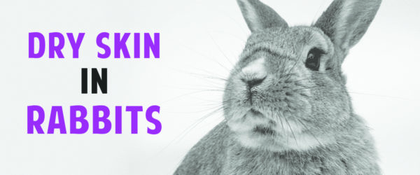 What is causing my bunny's itchy skin?