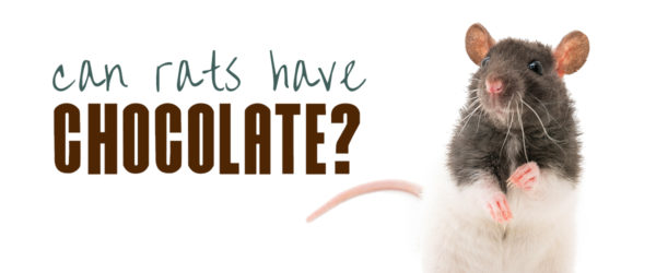 can rats eat chocolate?