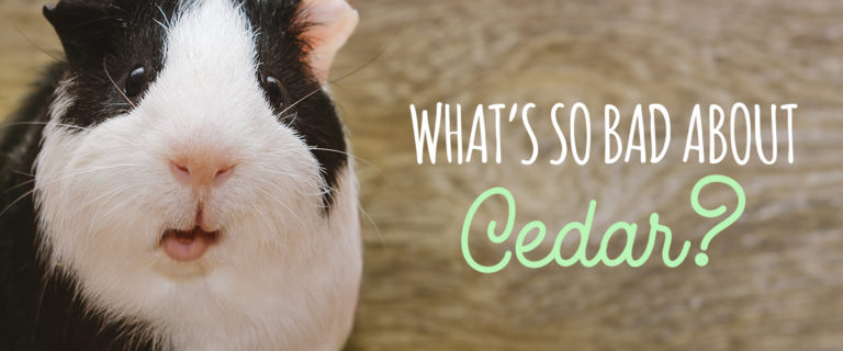 what' so bad about cedar?