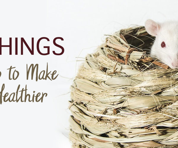 healthy habits for your rat