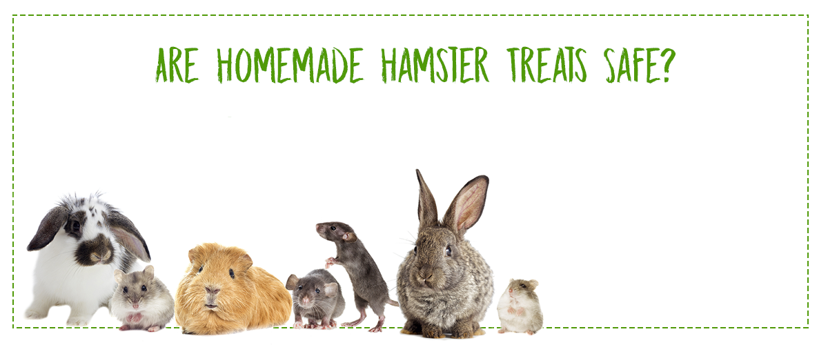 Are Homemade Hamster Treats Safe? | Small Pet Select