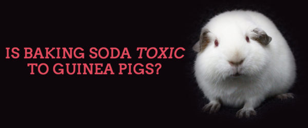 Is baking soda toxic to guinea pigs?