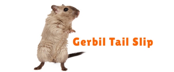 gerbil tail slip