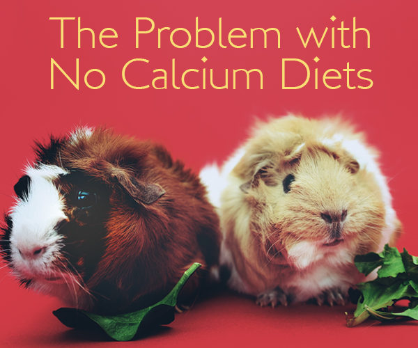 no calcium diets for guinea pigs