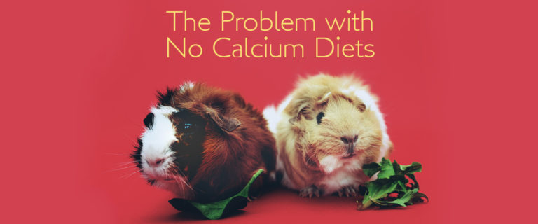 no calcium diets for guinea pigs