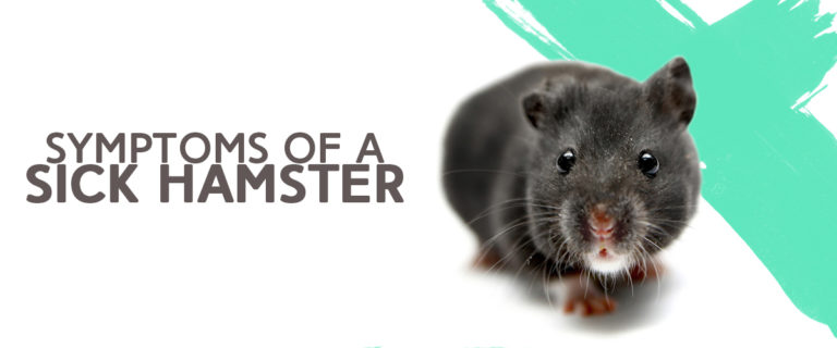 Symptoms of a sick hamster