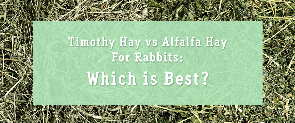 Timothy Hay vs. Alfalfa Hay for Rabbits 