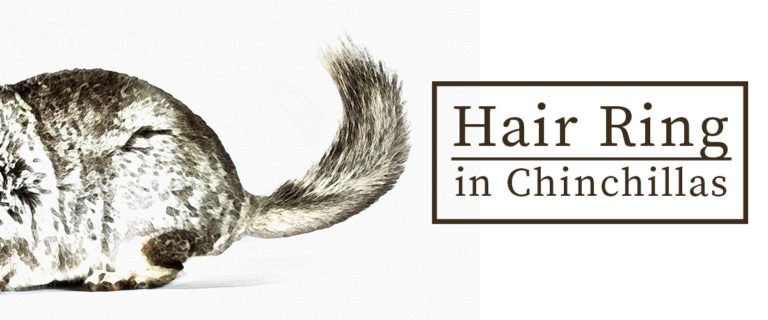 what are chinchilla hair rings?