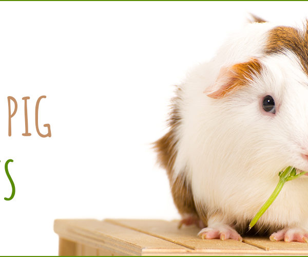 DIY Guinea Pig Treats