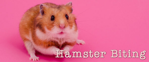 Ouch! My hamster bit me!