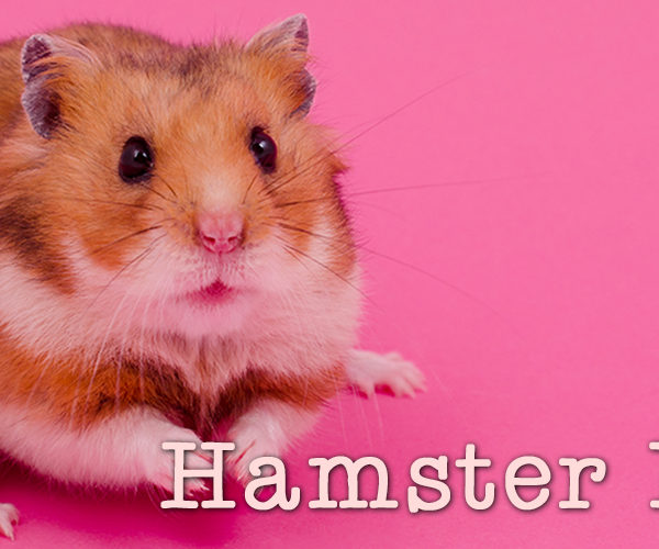 Ouch! My hamster bit me!