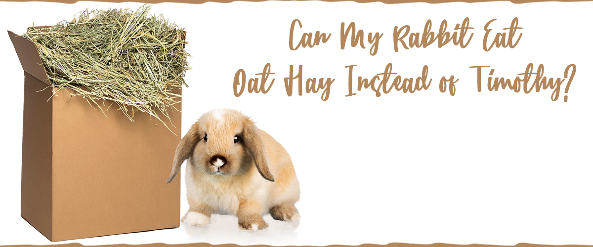 is pasture hay good for rabbits