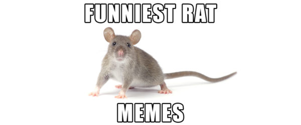 Best. Ever. Rat Memes.