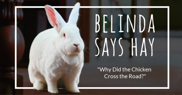 Belinda Says Hay: Why Did the Chicken Cross the Road?