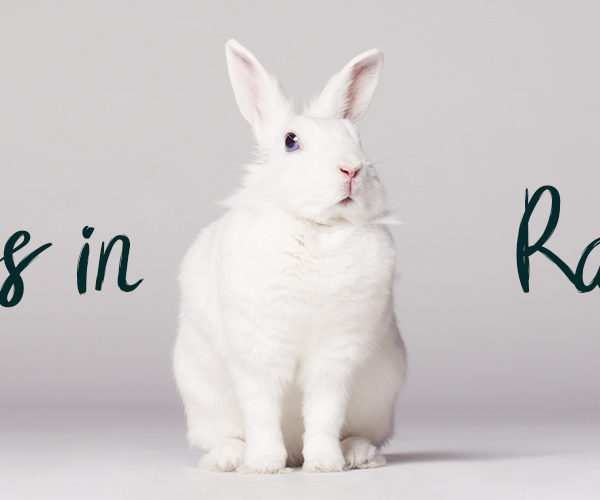 arthritis in rabbits