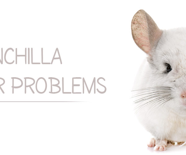 Chinchilla Behavior Problems