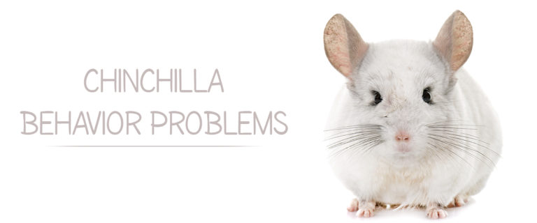 Chinchilla Behavior Problems