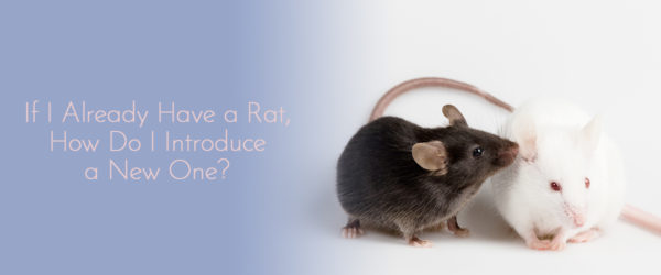 how to introduce new rat