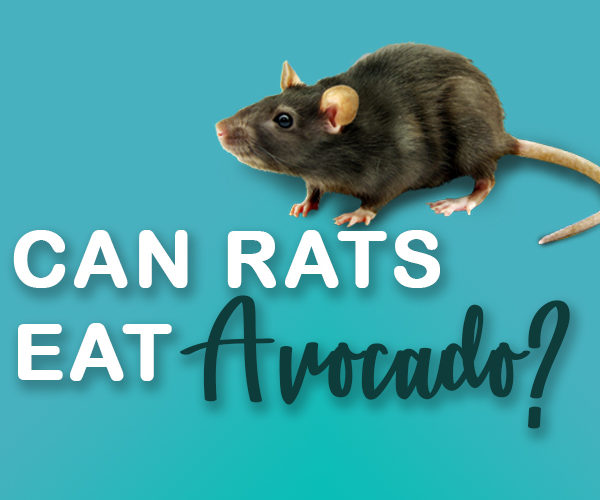 Can rats eat avocado