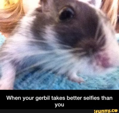 Gerbils: adorably twitchy ears, fluffy fur, quirky memes | Small Pet Select