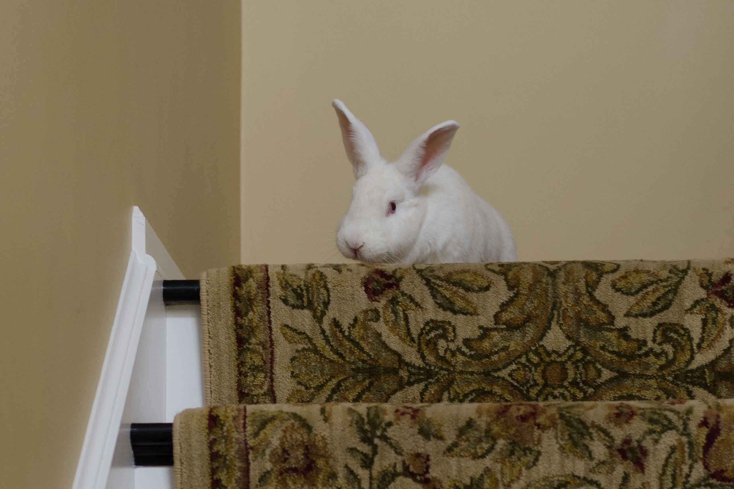 Belinda white rabbit on stairs