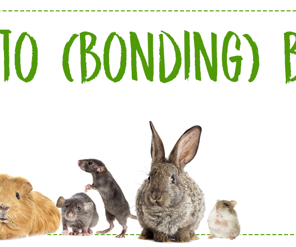bonding basics