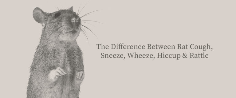 difference between rat sneeze, wheeze or worse