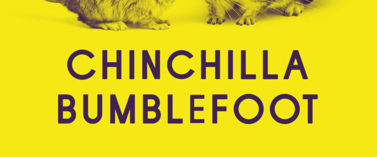 chinchilla bumblefoot
