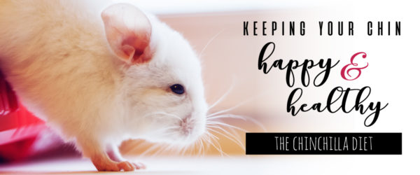 chinchilla diet guide