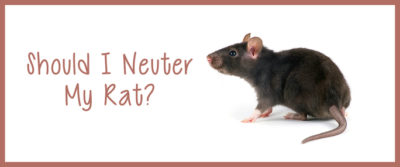 Should I Neuter My Rat? It Depends on the Situation. | Small Pet Select