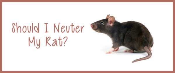 to neuter or not