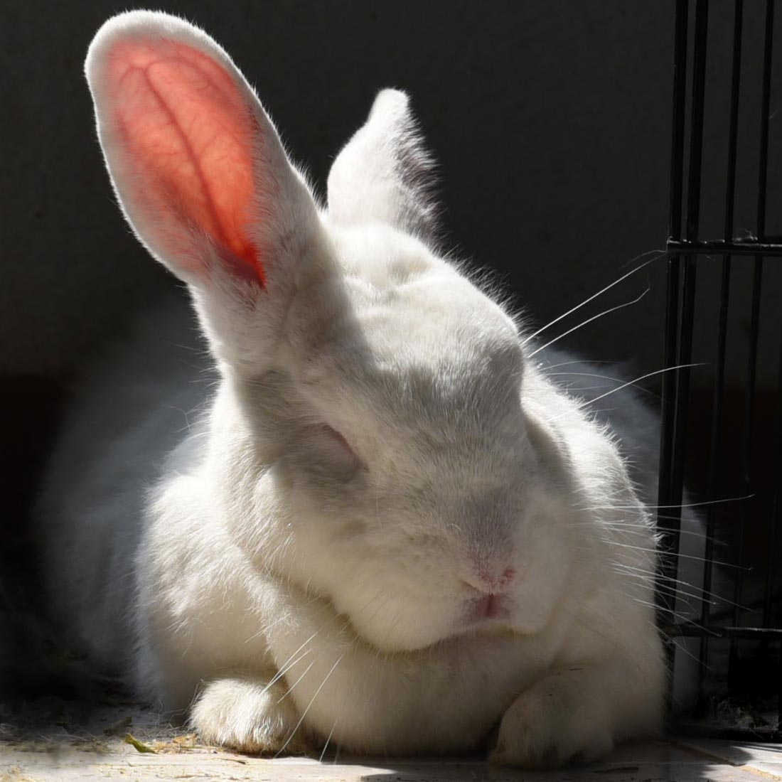 Big white bunny naps in a sunbeam.