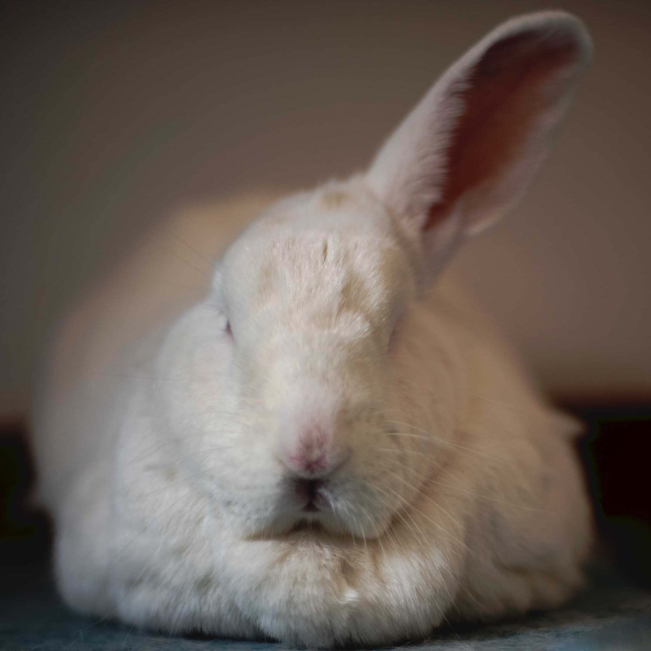Rabbit naps with one ear raised.