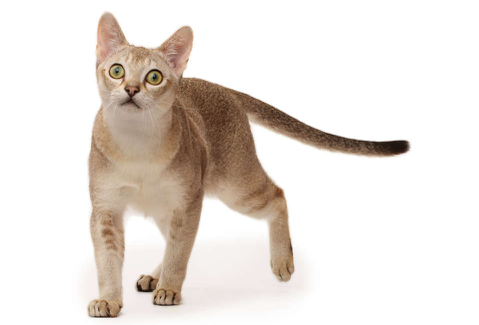 A cat with a whipping tail. Photography by Cat Breeds Encyclopedia