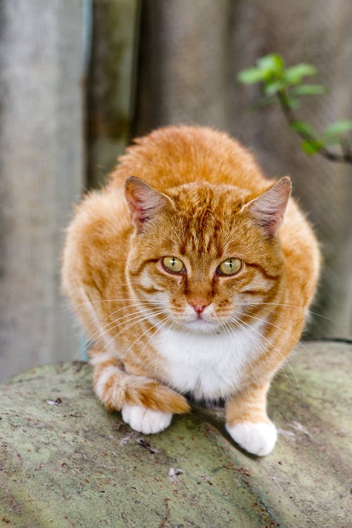 A cat with a puffed tail and body. Photography by Pexels.