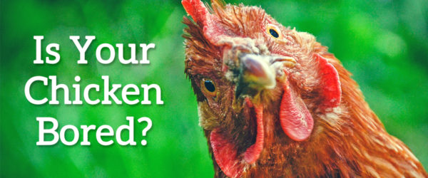 Is your chicken bored?