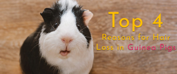 hair loss in guinea pigs