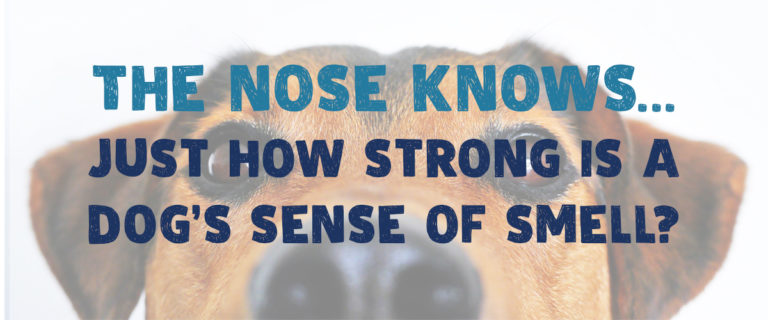 The nose knows