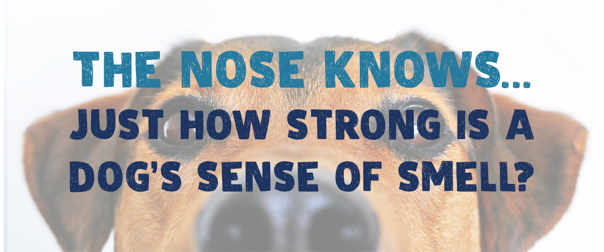 The Nose Knows. A Dog's Sense of Smell. | Small Pet Select