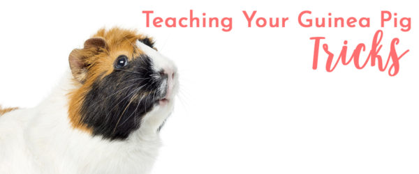 Teach your guinea pig tricks