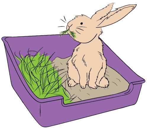 rabbit litter box