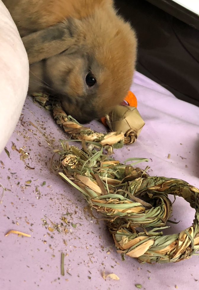 Coco enjoys a Buckwheat Chain