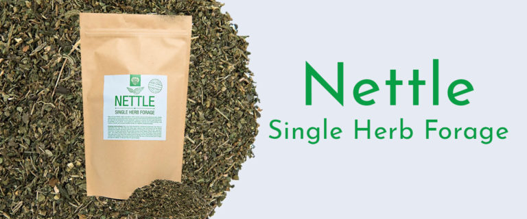 nettle single herb forage