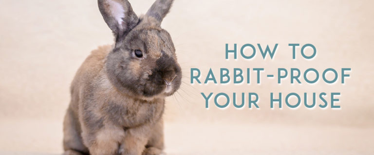 How to rabbit proof your house