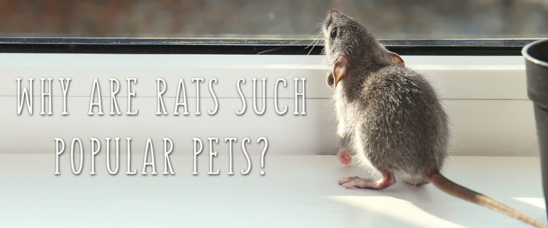 Rats are popular pets