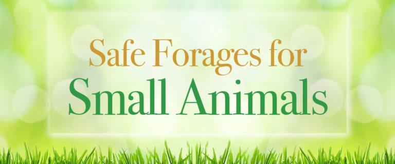 safe forages small animals
