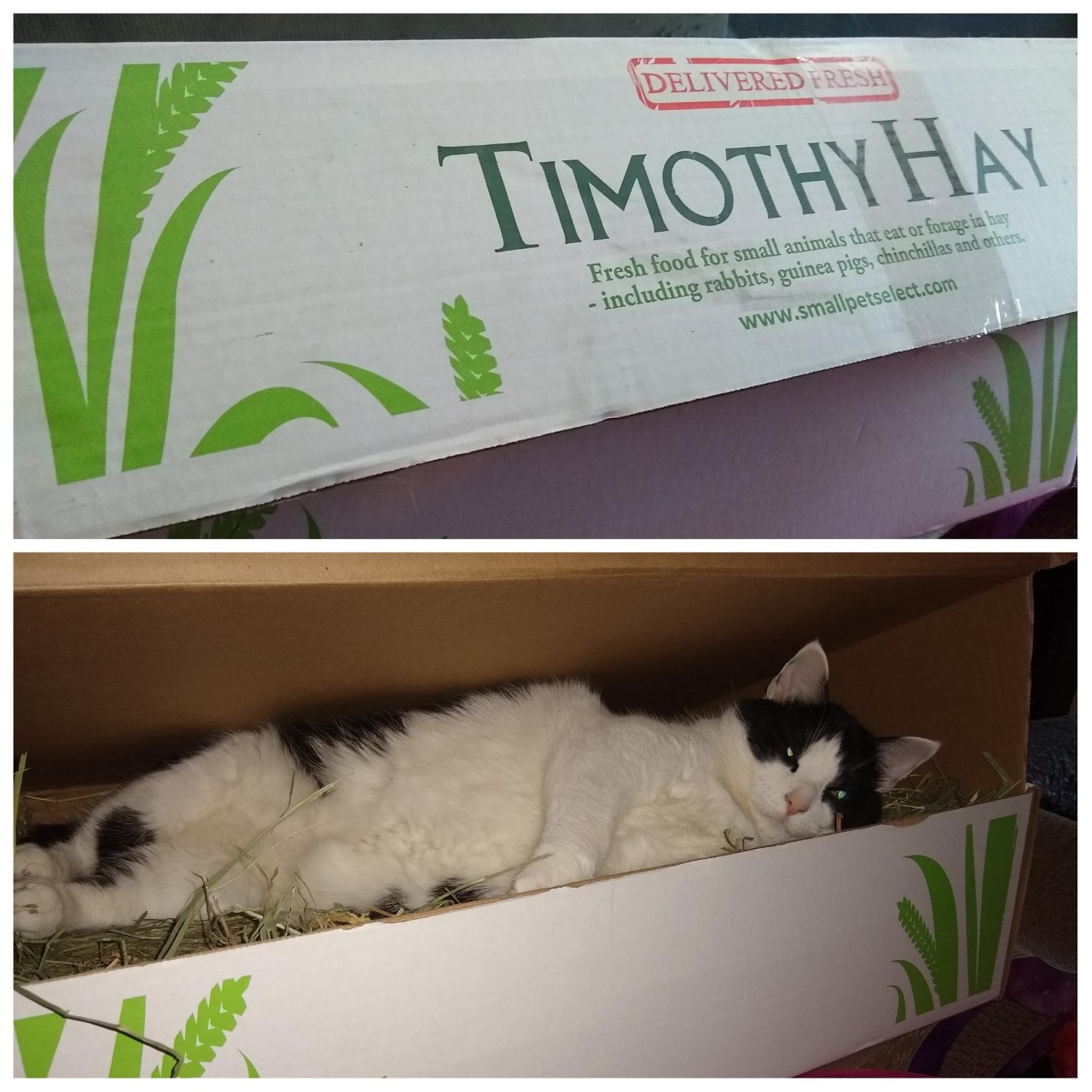 Napping in the Hay Box